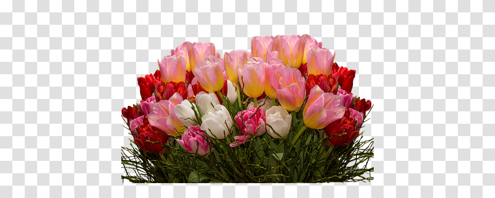 Tulips Nature, Plant, Flower, Blossom Transparent Png