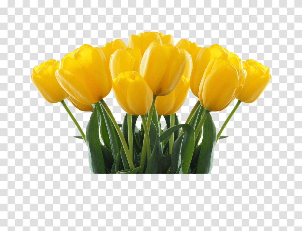 Tulips Nature, Plant, Flower, Blossom Transparent Png
