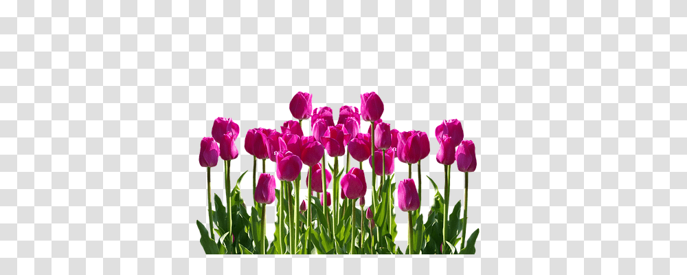 Tulips Nature, Plant, Flower, Blossom Transparent Png