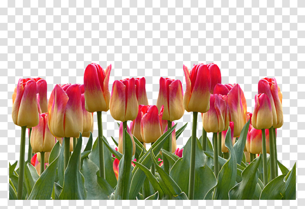 Tulips 960, Flower, Plant, Blossom, Petal Transparent Png