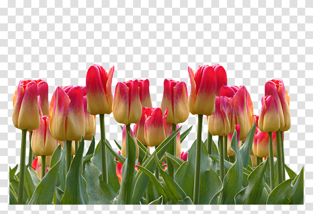 Tulips Nature, Plant, Flower, Blossom Transparent Png