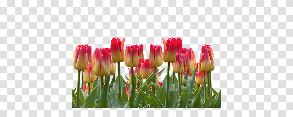 Tulips Nature, Plant, Flower, Blossom Transparent Png