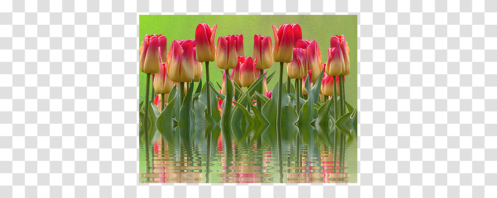 Tulips Nature, Plant, Flower, Blossom Transparent Png