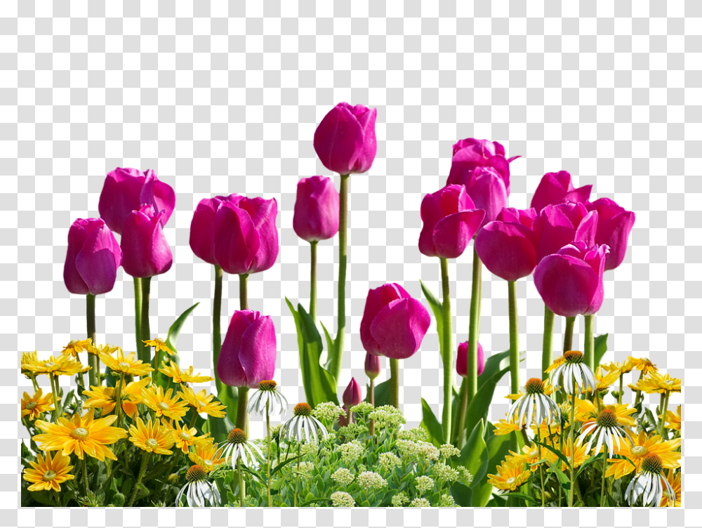 Tulips 960, Flower, Plant, Blossom, Petal Transparent Png