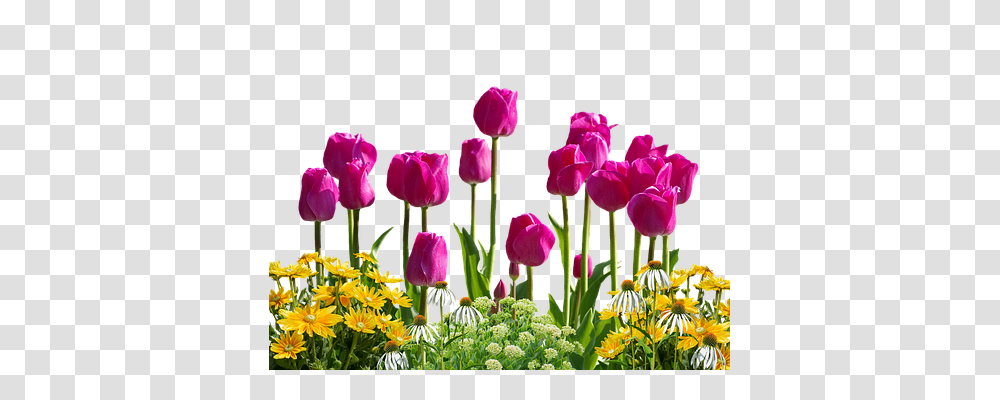 Tulips Nature, Plant, Flower, Blossom Transparent Png