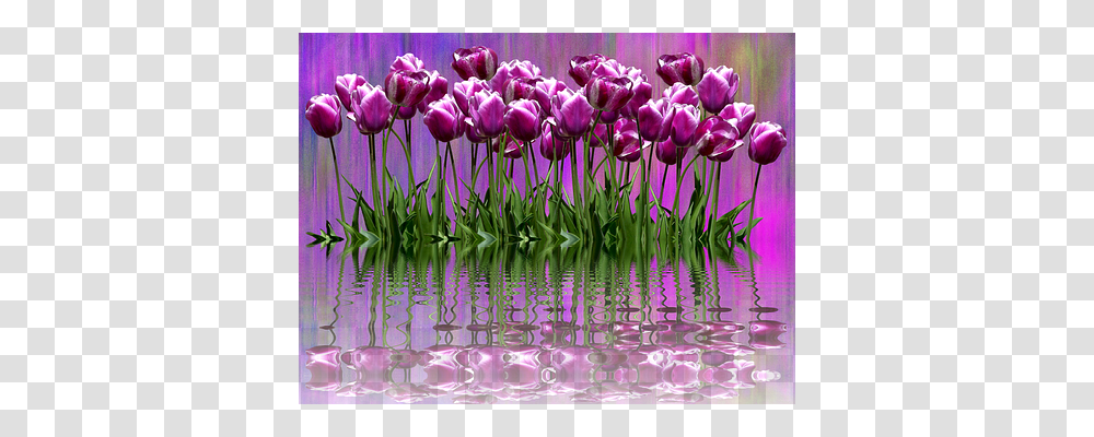 Tulips Nature, Plant, Flower, Blossom Transparent Png