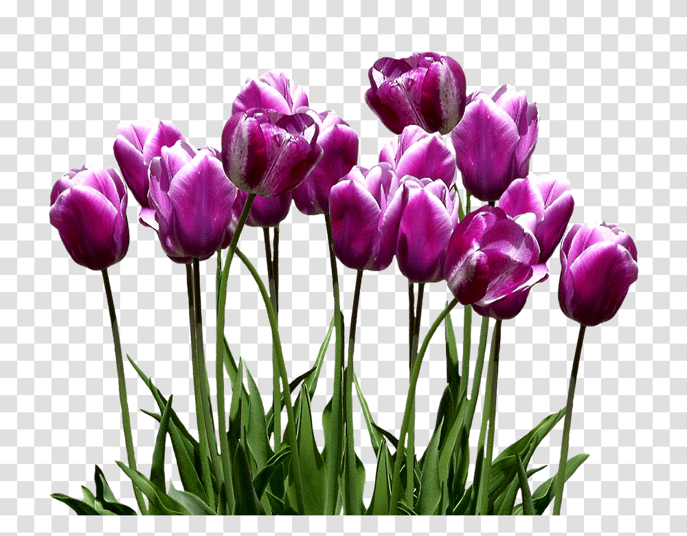 Tulips 960, Flower, Plant, Blossom Transparent Png