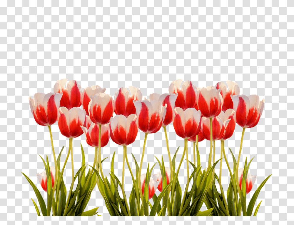 Tulips 960, Flower, Plant, Blossom, Fungus Transparent Png