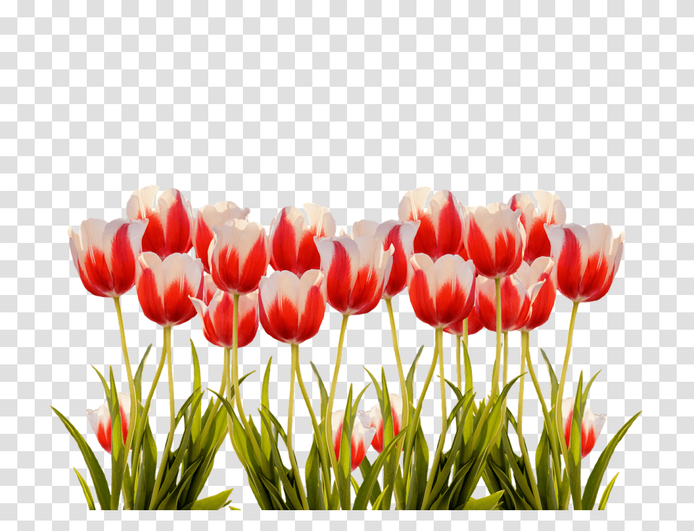 Tulips Nature, Plant, Flower, Blossom Transparent Png