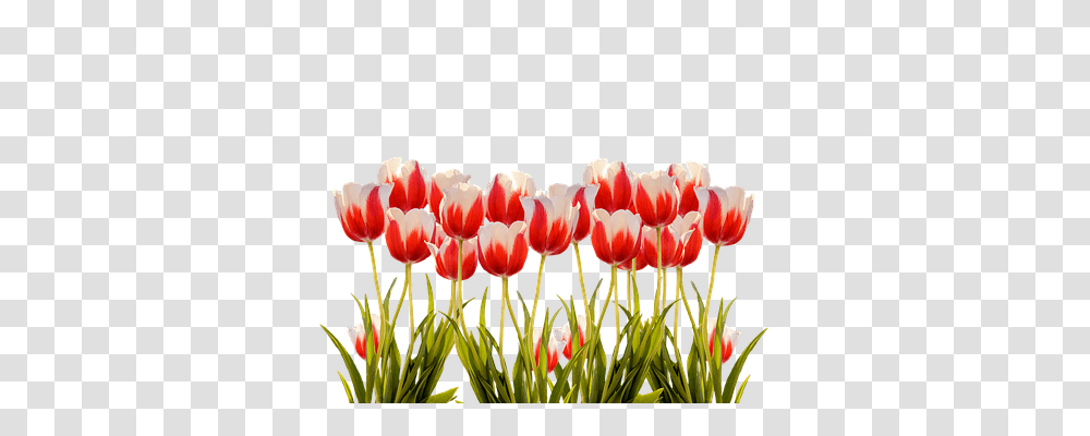 Tulips Nature, Plant, Flower, Blossom Transparent Png