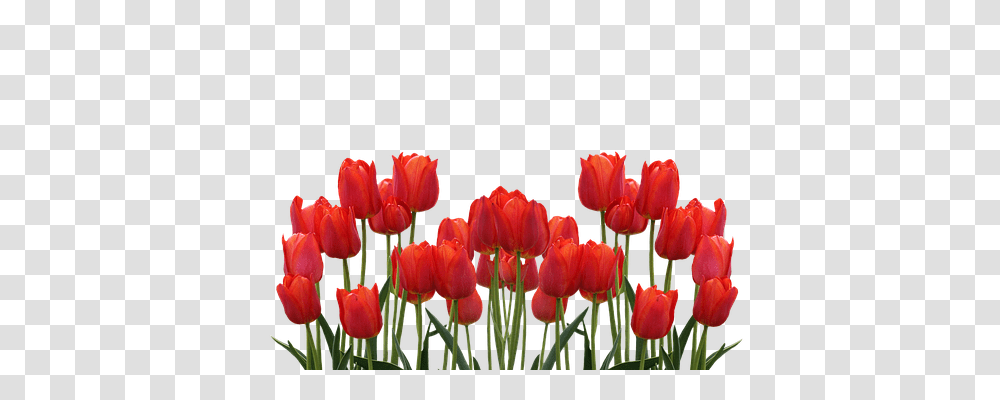 Tulips Nature, Plant, Flower, Blossom Transparent Png