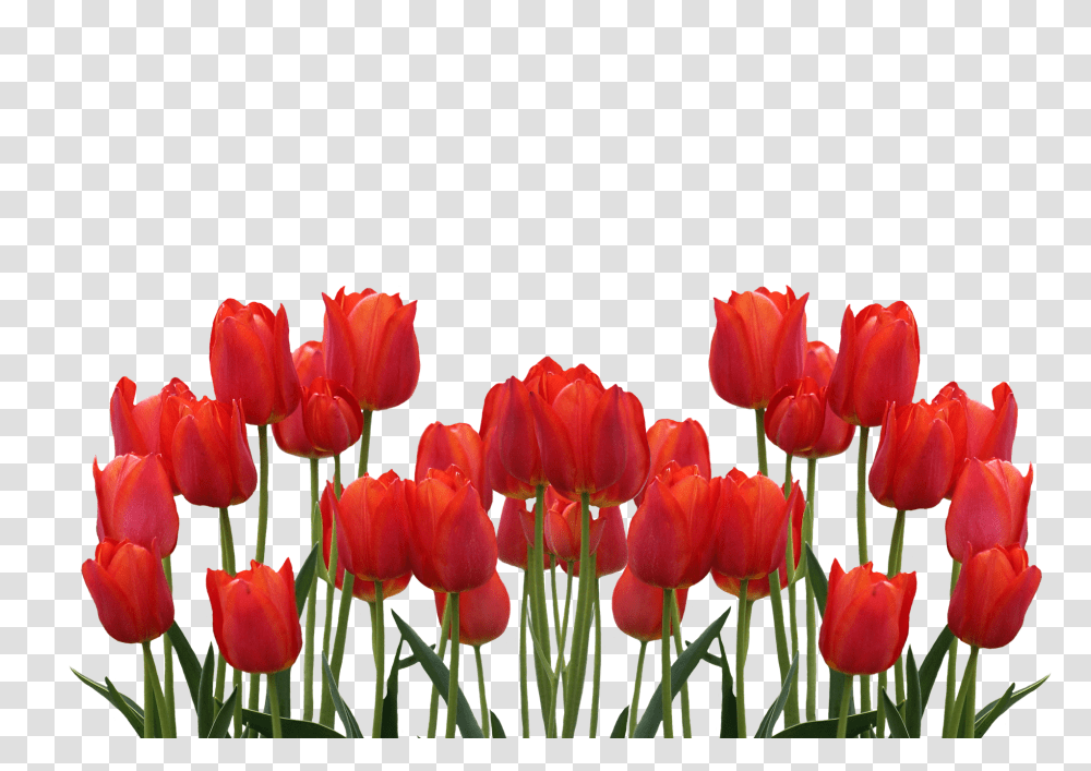 Tulips Nature, Plant, Flower, Blossom Transparent Png