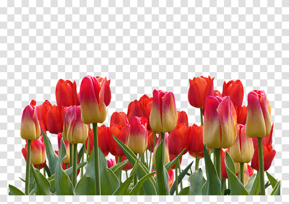 Tulips 960, Flower, Plant, Blossom, Petal Transparent Png