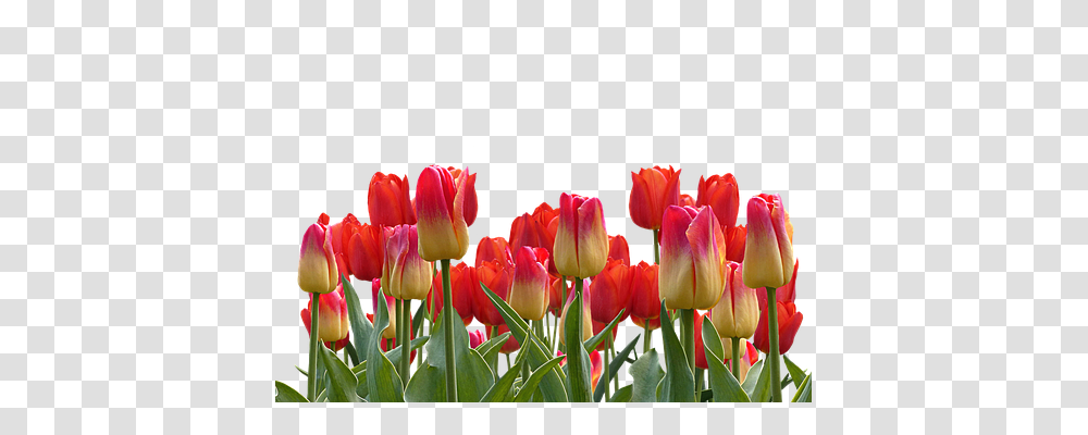 Tulips Nature, Plant, Flower, Blossom Transparent Png