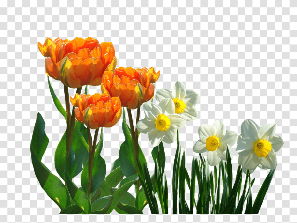 Tulips 960, Flower, Plant, Blossom, Daffodil Transparent Png