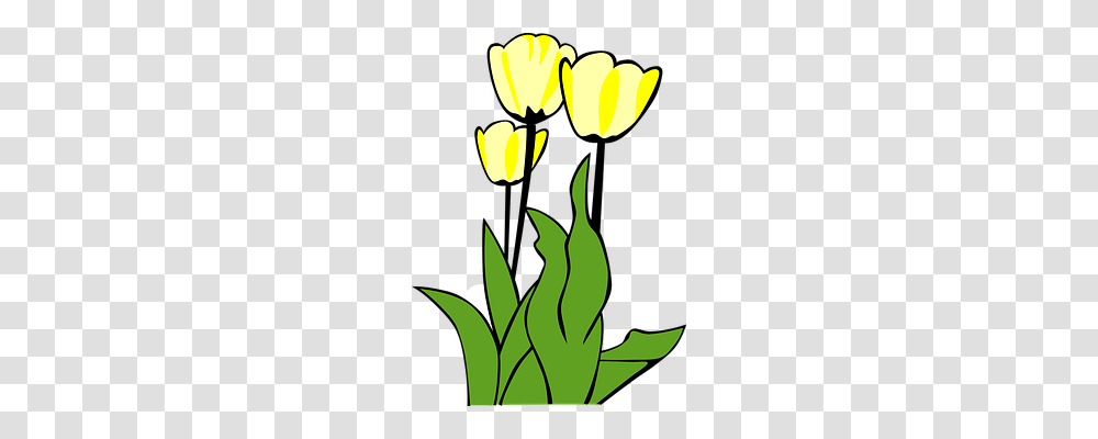 Tulips Nature, Plant, Leaf, Flower Transparent Png