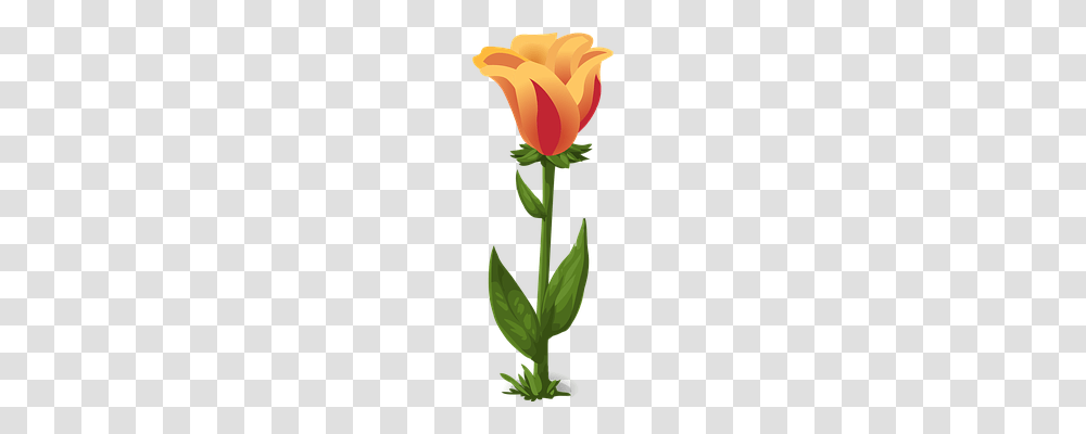 Tulips Nature, Plant, Rose, Flower Transparent Png