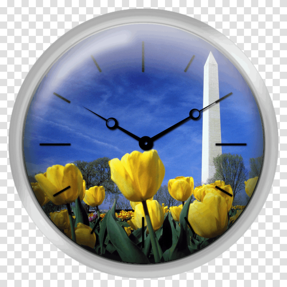 Tulips And The Washington Monument Washington Dc Tulip, Analog Clock, Wall Clock Transparent Png