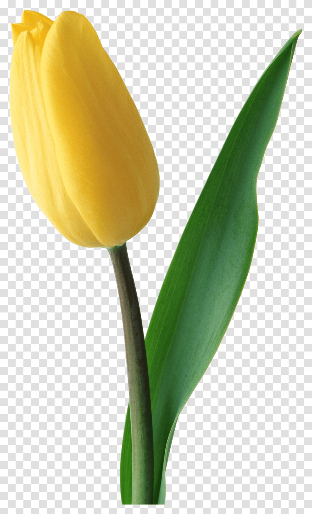 Tulips Are Red Yellow Tulips Flower, Plant, Blossom Transparent Png