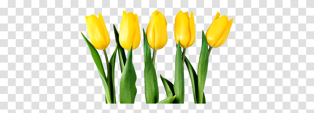 Tulips Background Yellow Tulip Flower, Plant, Blossom Transparent Png