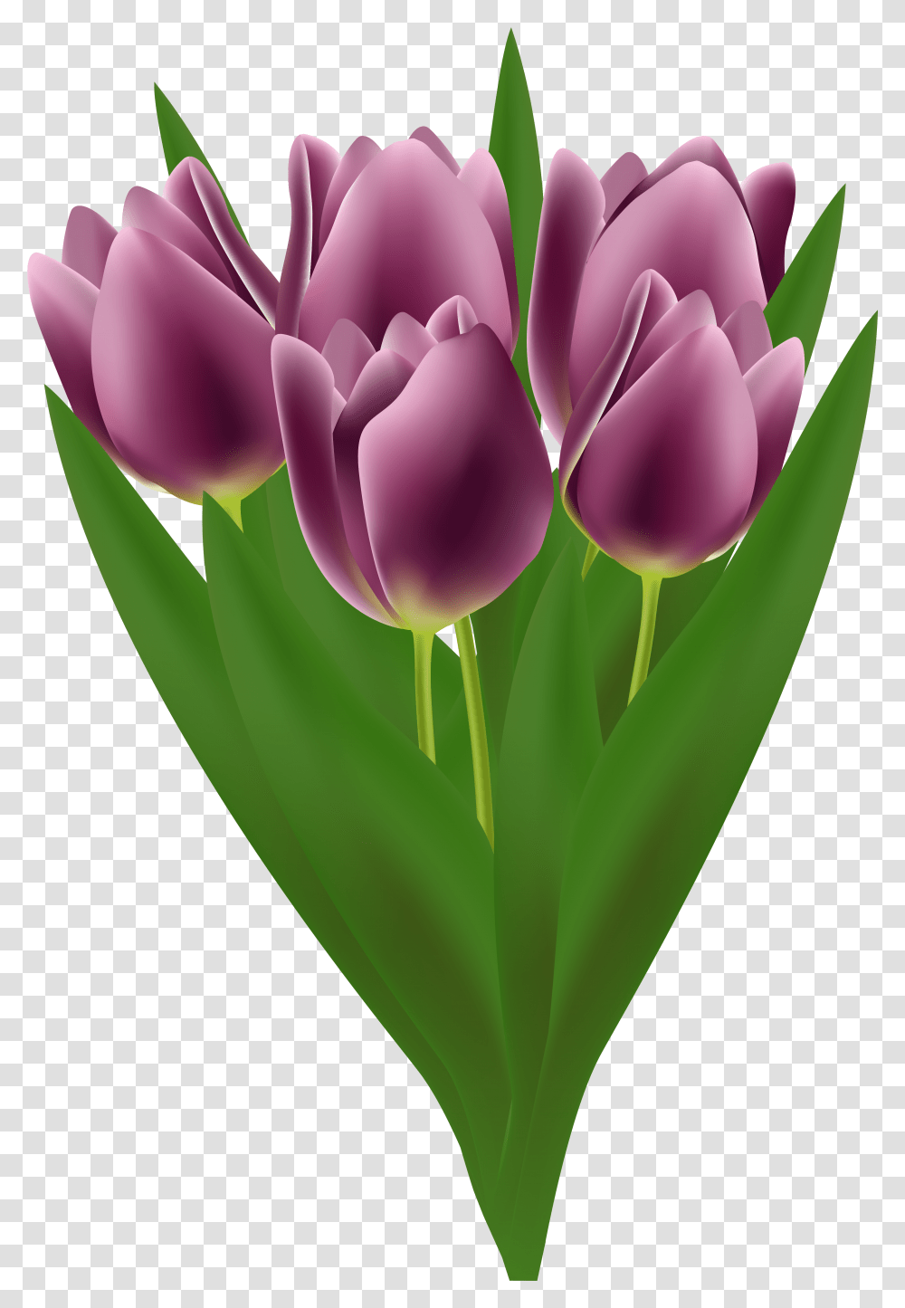 Tulips Bouquet Clip Art Image Tulip, Plant, Flower, Blossom Transparent Png