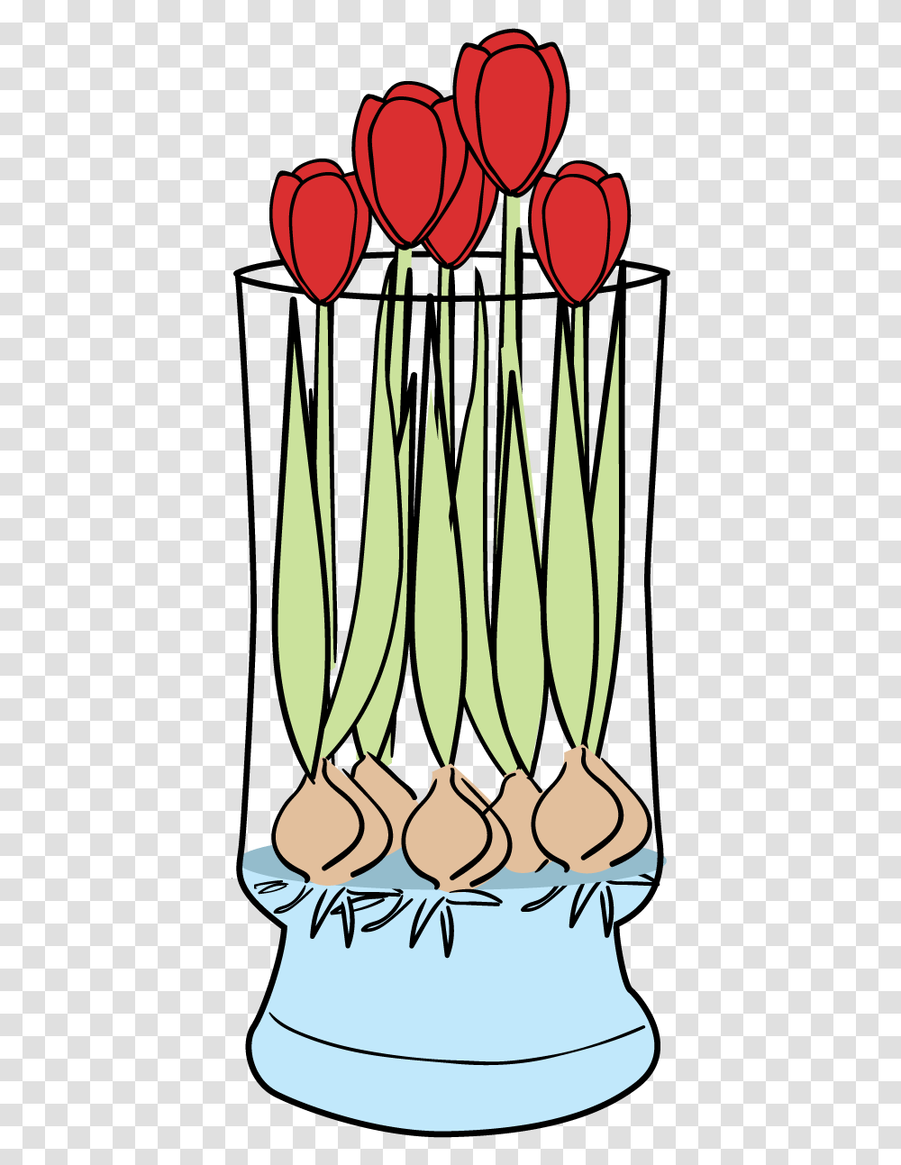 Tulips Faq Save Tulip Bulbs Grown In Water, Plant, Vegetation, Tree, Vegetable Transparent Png