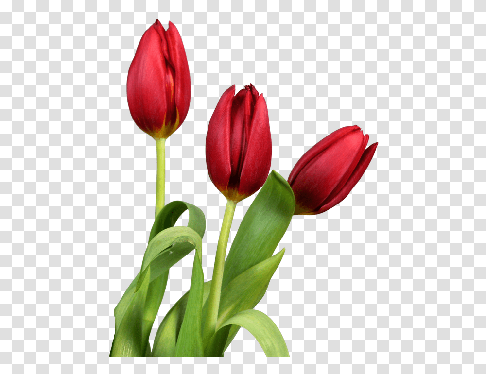 Tulips Flower Image Background Tulip, Plant, Blossom Transparent Png