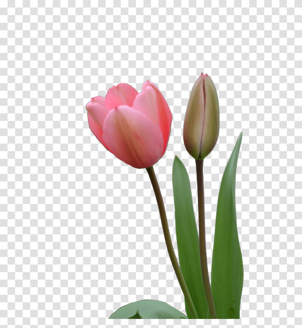 Tulips Flower Line, Plant, Blossom Transparent Png