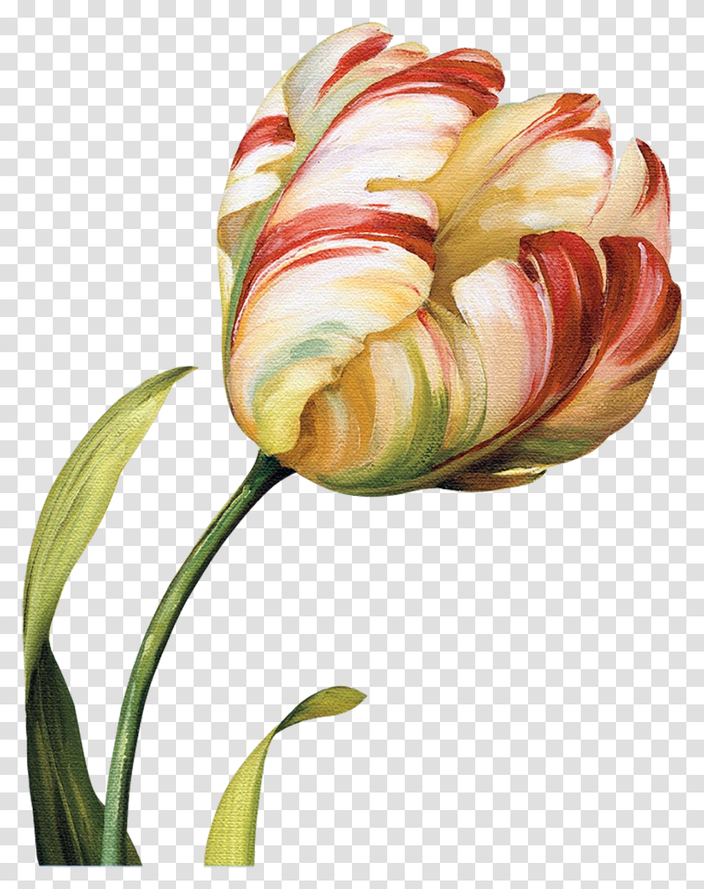 Tulips Flowers Abstract Flowers Flower Art Botanical Abstract Botanical Flowers, Plant, Blossom, Rose, Petal Transparent Png