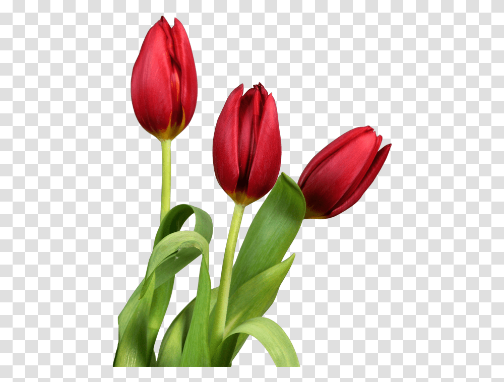 Tulips Flowers Clip Tulips Flower White Background, Plant, Blossom Transparent Png