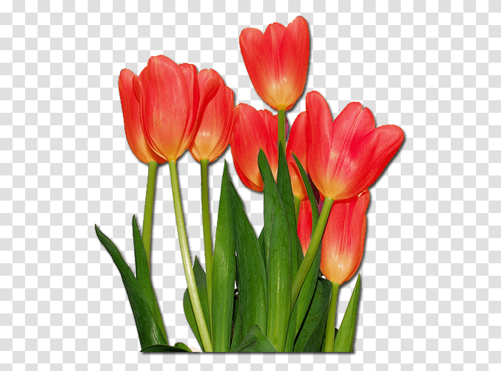 Tulips Flowers, Plant, Blossom, Flower Arrangement, Petal Transparent Png
