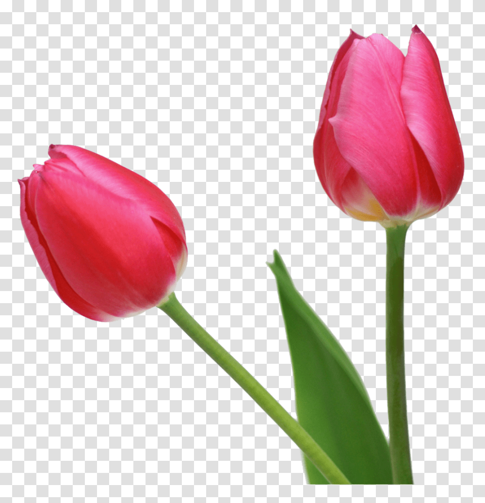 Tulips Flowers, Plant, Blossom, Petal Transparent Png