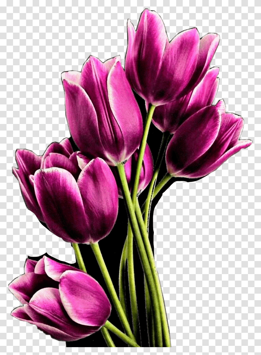 Tulips Flowers Purple Beautiful Boquet Freetoedit Bunga Tulip Pink, Plant, Blossom, Petal Transparent Png