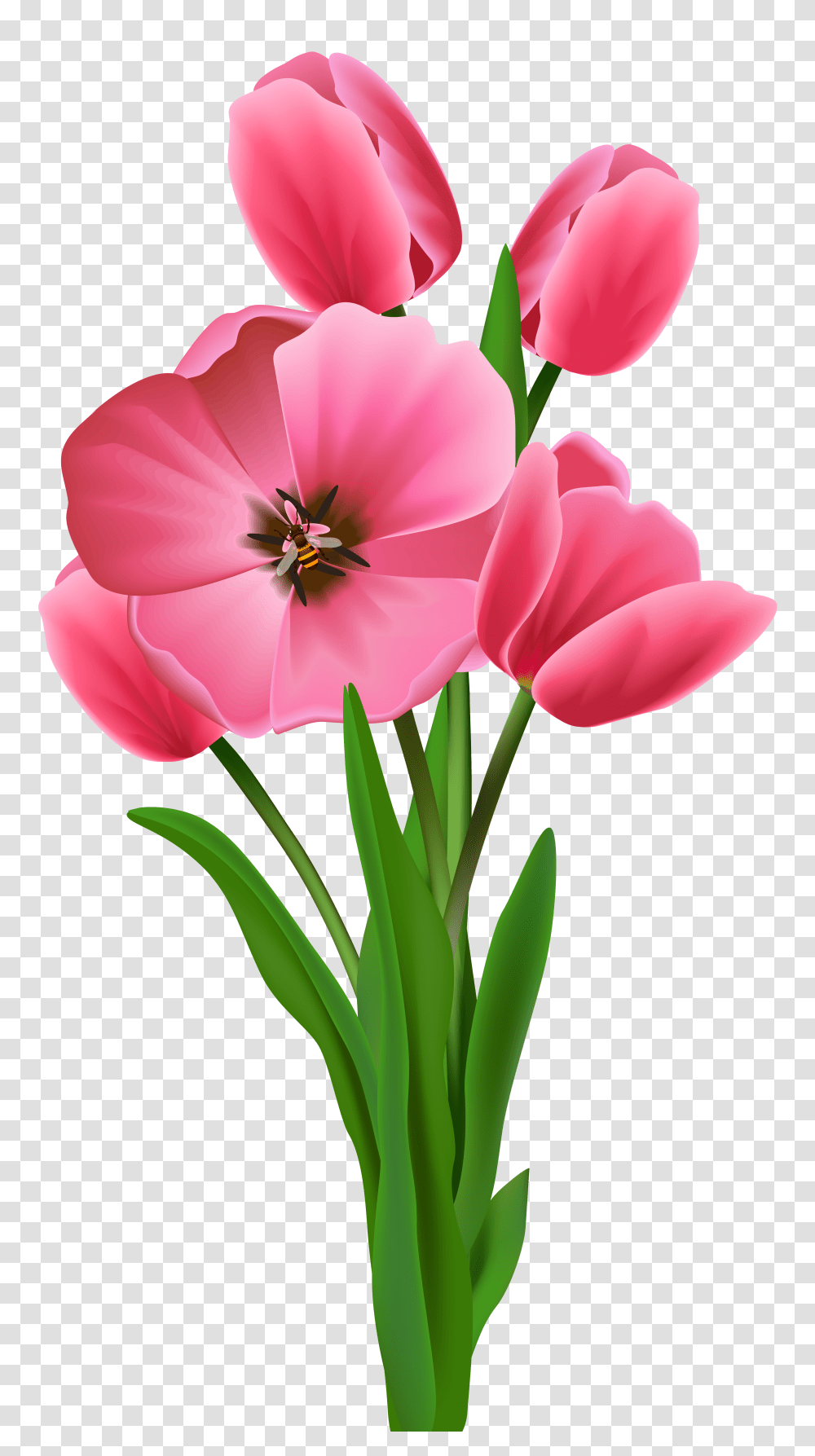 Tulips Image Flower Drawing Tulip Flower, Plant, Blossom, Geranium, Petal Transparent Png