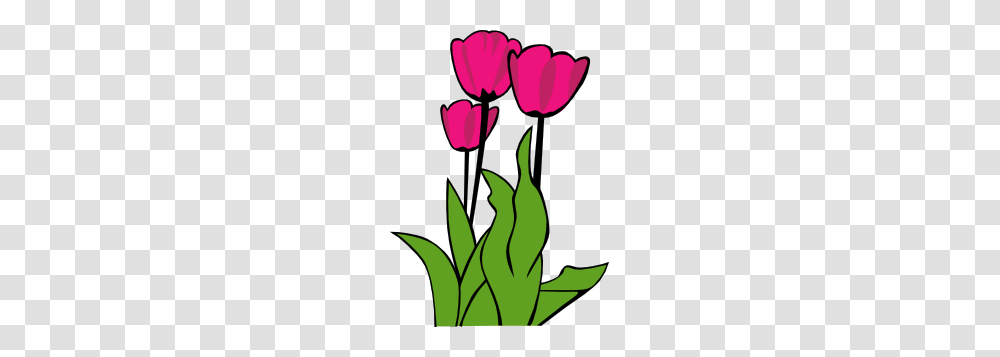 Tulips In Bloom Clip Art Free Vector, Plant, Flower, Blossom Transparent Png