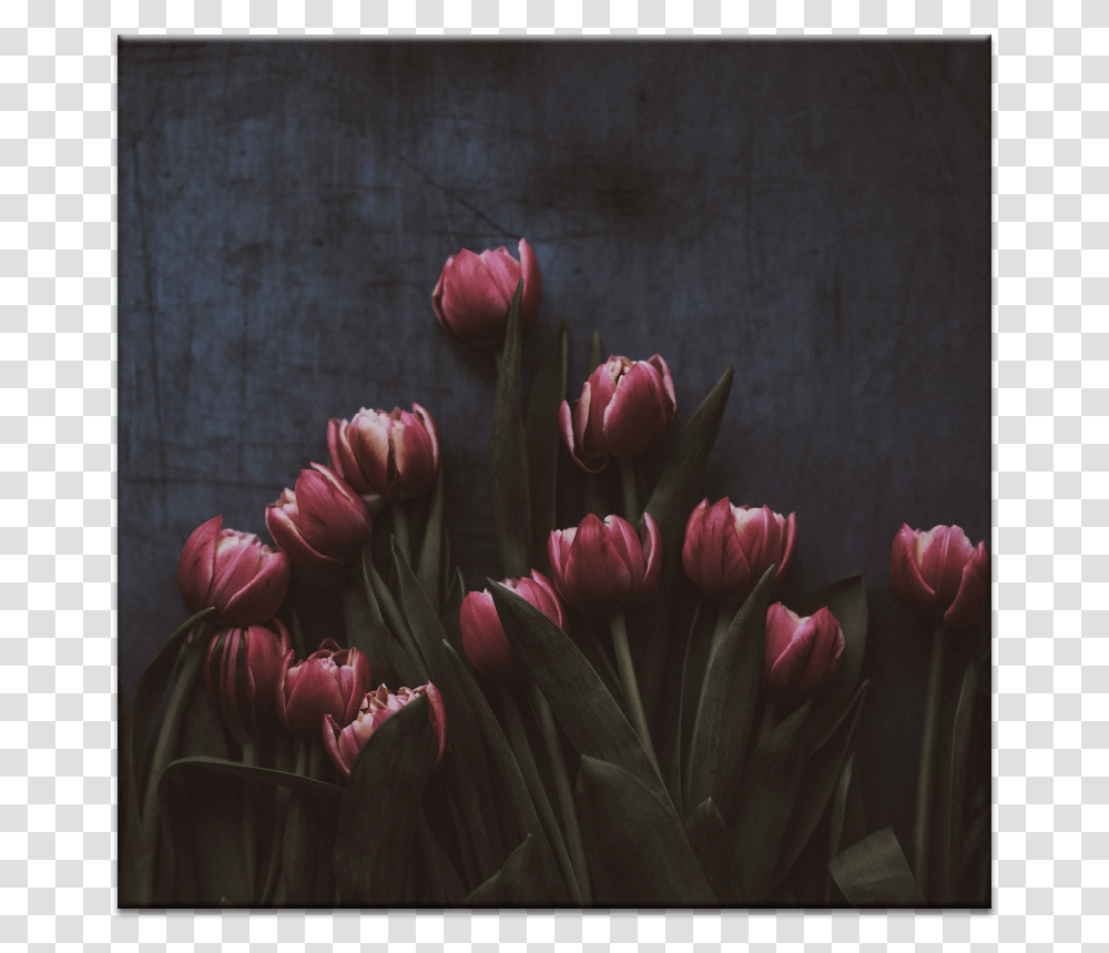 Tulips Oboi Tambler Temnie, Plant, Flower, Blossom, Person Transparent Png