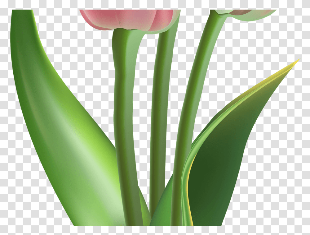 Tulips Pink Tulip Flower, Plant, Blossom Transparent Png
