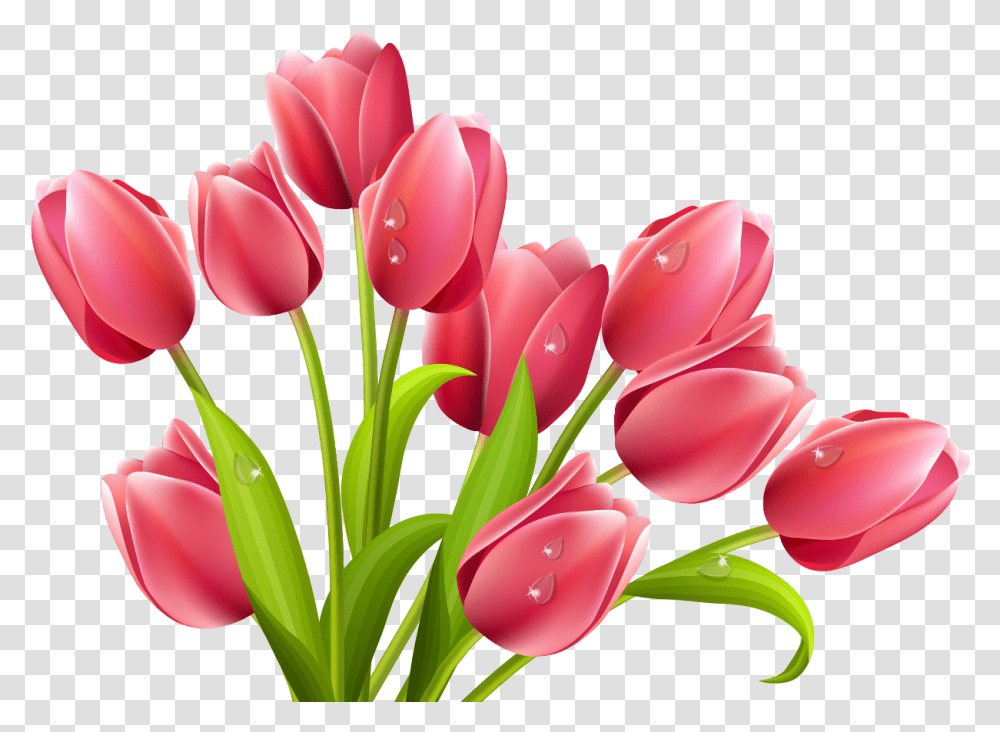 Tulips, Plant, Flower, Blossom Transparent Png