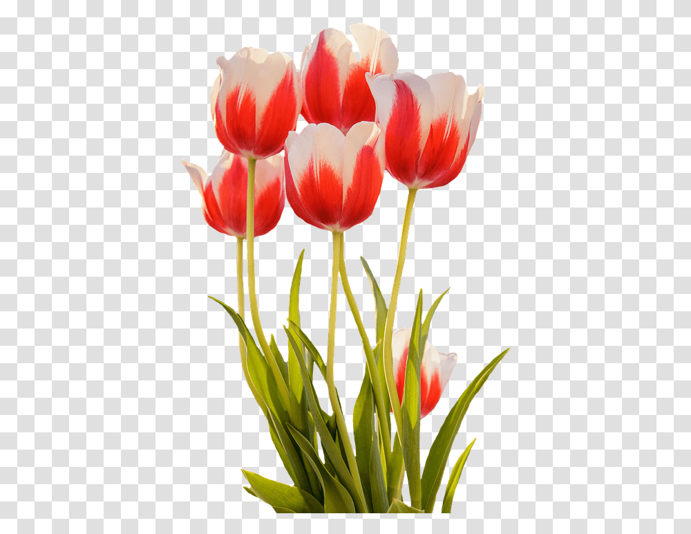 Tulips Red Spring Flower Blossom Bloom Nature Spring Flowers, Plant, Petal, Flower Arrangement Transparent Png