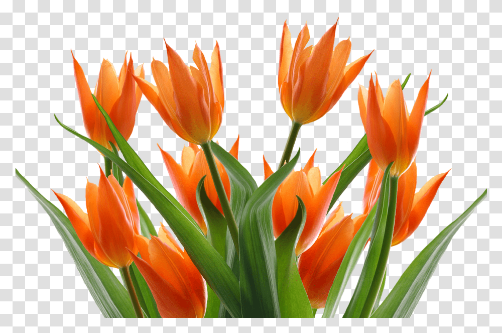 Tulips Spring Flower Free Picture Background Orange Flowers, Plant, Blossom, Petal Transparent Png
