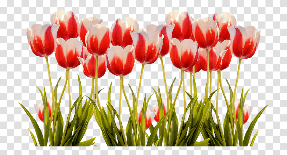 Tulips Spring Nature Flower Flowers Red Colorful Colorful Spring Flowers, Plant, Blossom, Fungus, Petal Transparent Png