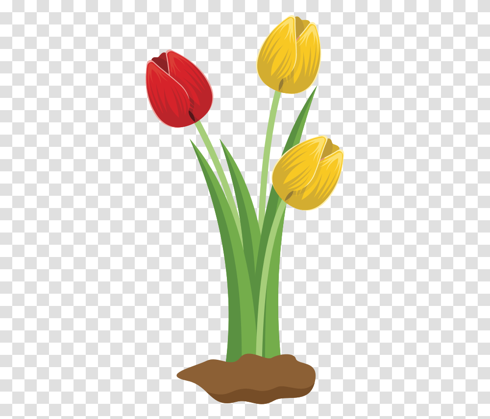 Tulips Tulip Flower Clipart, Plant, Blossom, Daffodil, Petal Transparent Png