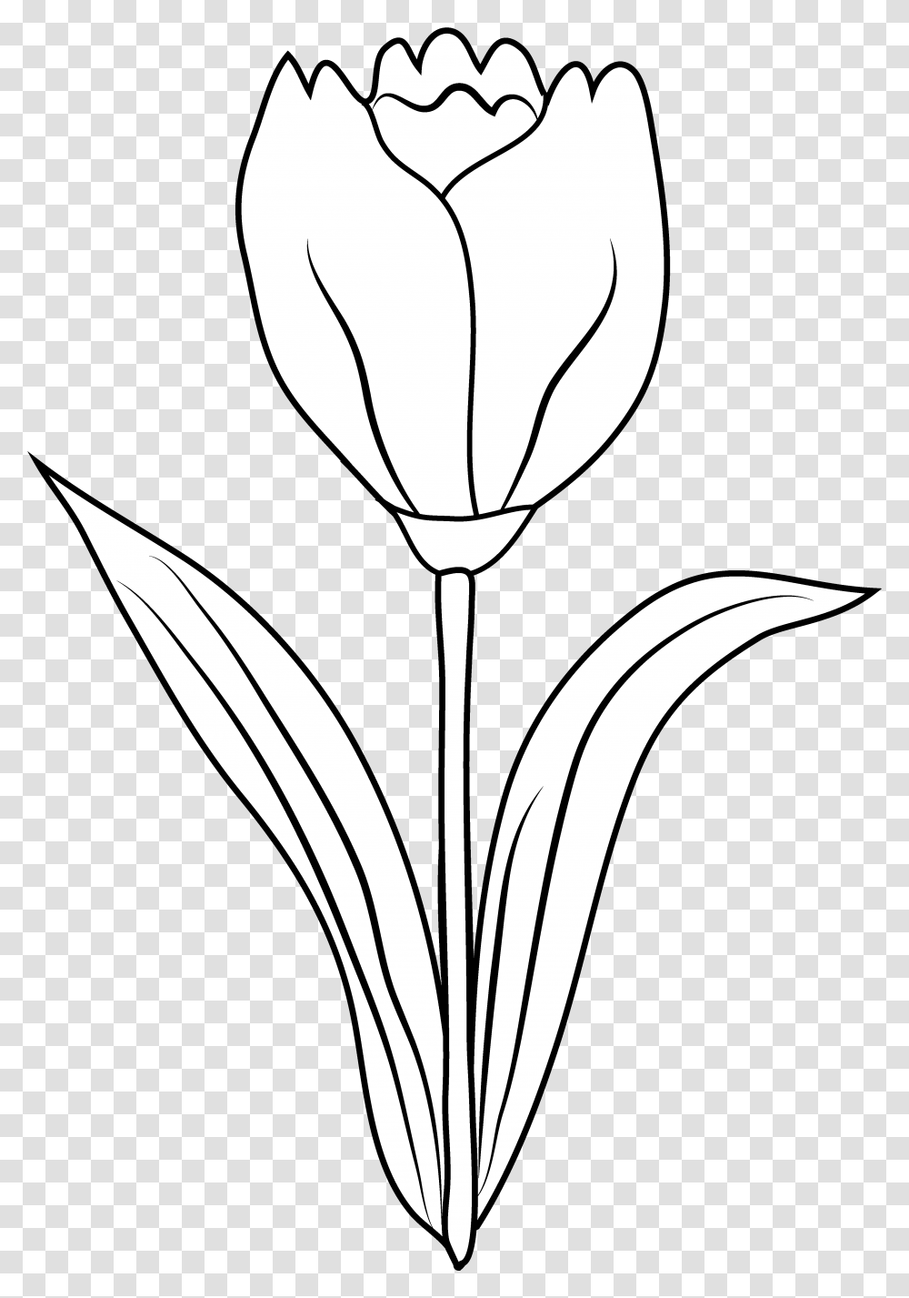 Tulips Vector Free Library Tulip Clip Art Panda Free Clipart Tulip Flower Outline, Plant, Lighting, Petal, Symbol Transparent Png