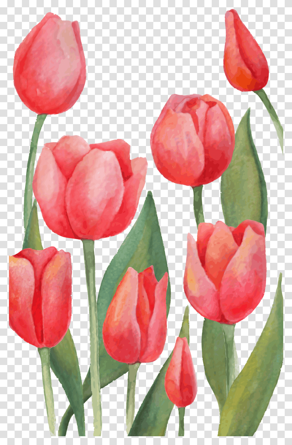 Tulips Watercolor, Plant, Flower, Blossom, Rose Transparent Png
