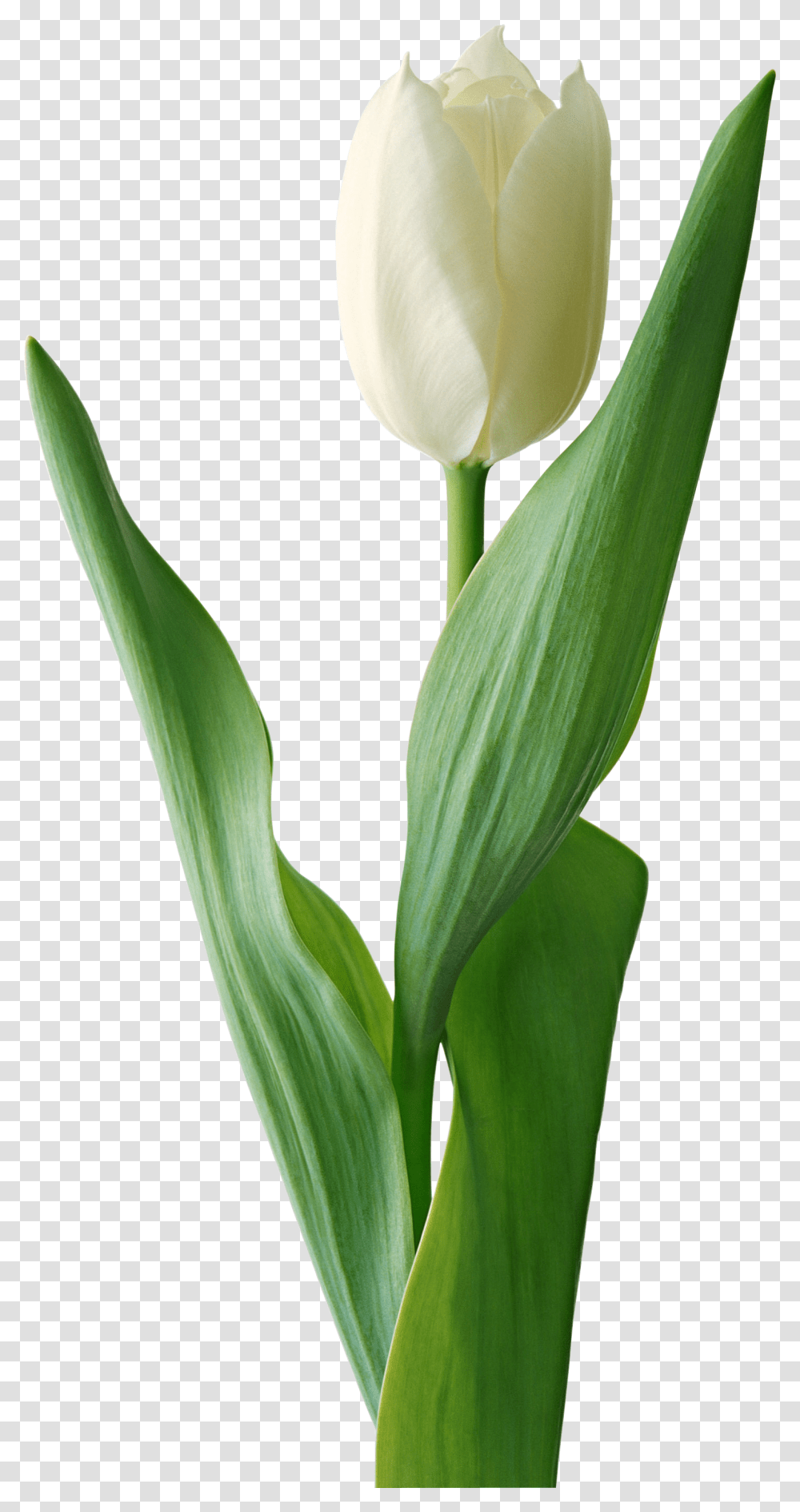 Tulips White Tulip Flower, Plant, Blossom, Petal Transparent Png