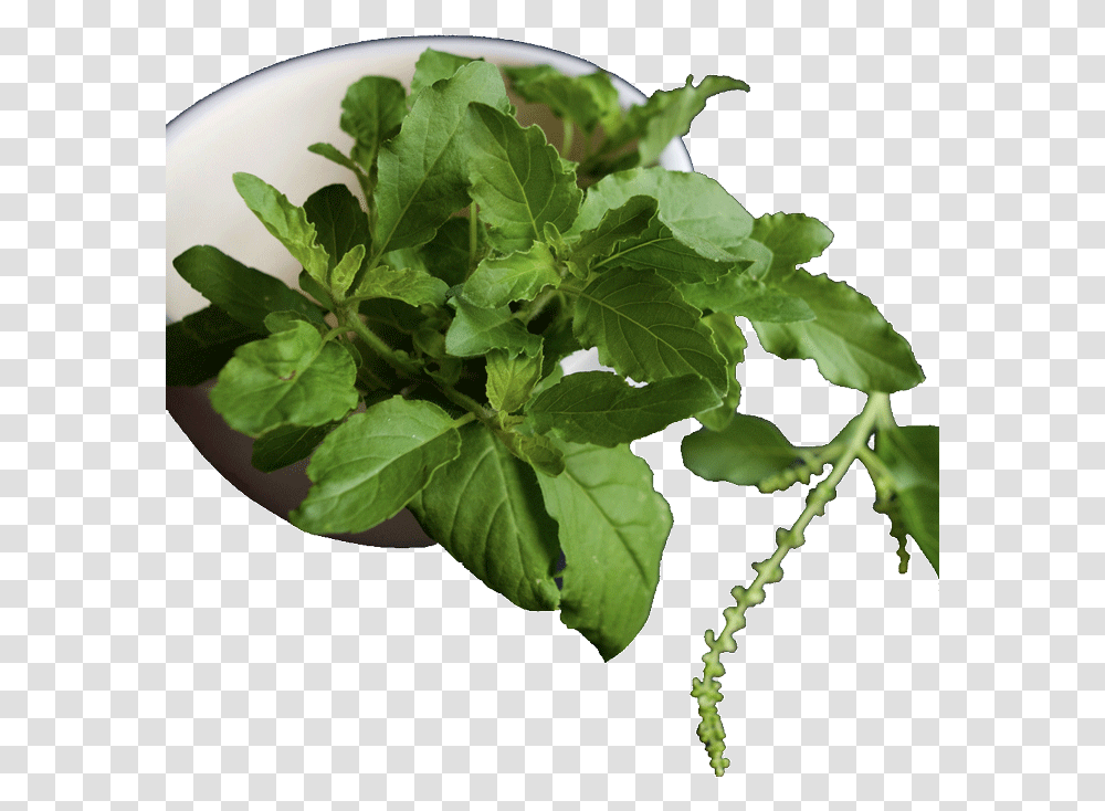 Tulsi Plant Growth Stages, Potted Plant, Vase, Jar, Pottery Transparent Png