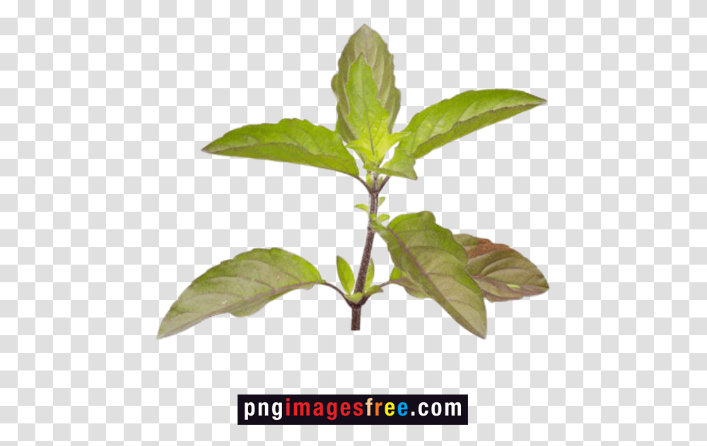 Tulsi Plant Images Free Download Tulsi Tree Images, Leaf, Potted Plant, Vase, Jar Transparent Png