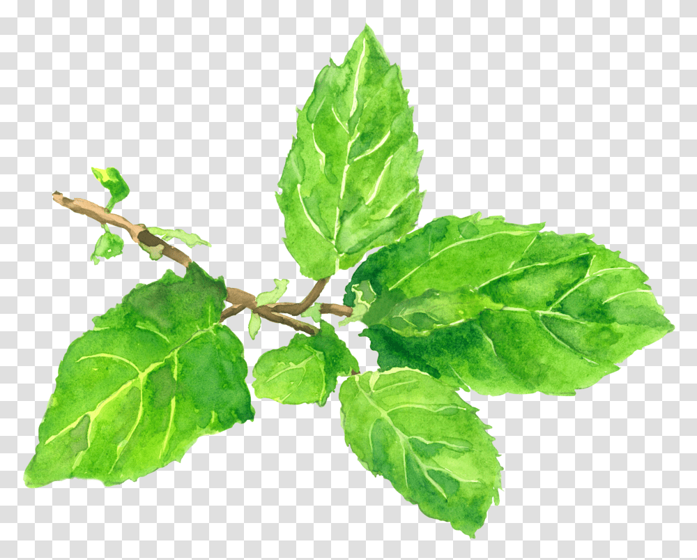 Tulsi Tree, Leaf, Plant, Food, Vegetable Transparent Png