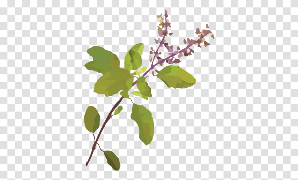 Tulsi Tree, Plant, Leaf, Flower, Blossom Transparent Png