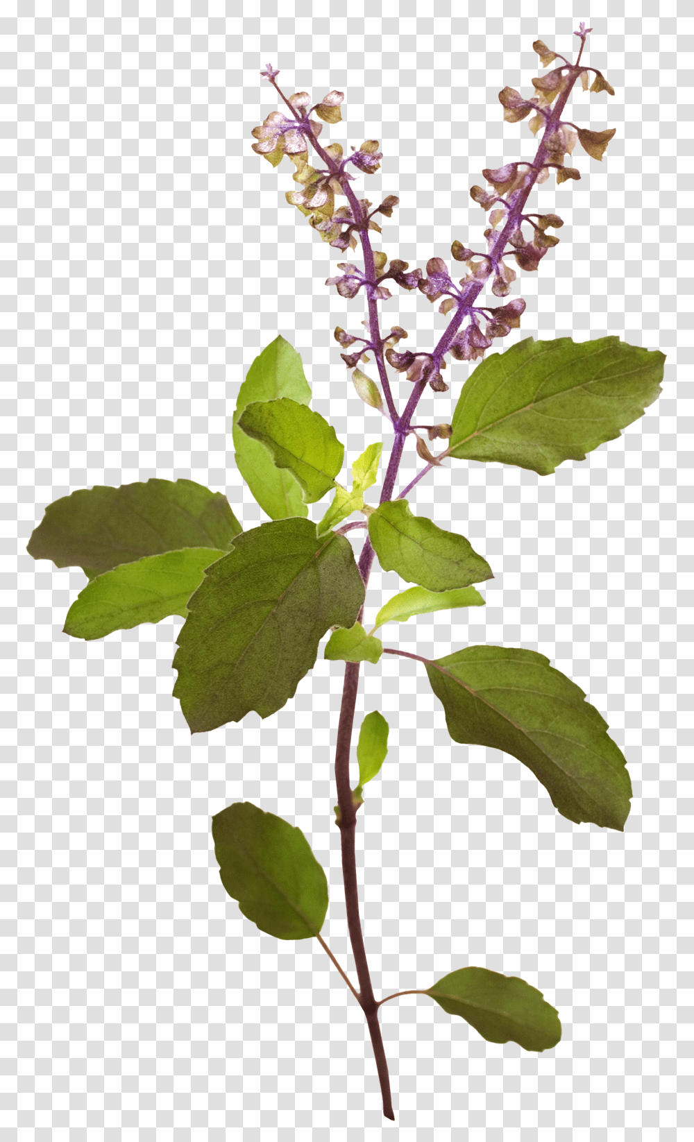 Tulsi Tree Tulsi Plant, Flower, Blossom, Leaf, Lilac Transparent Png